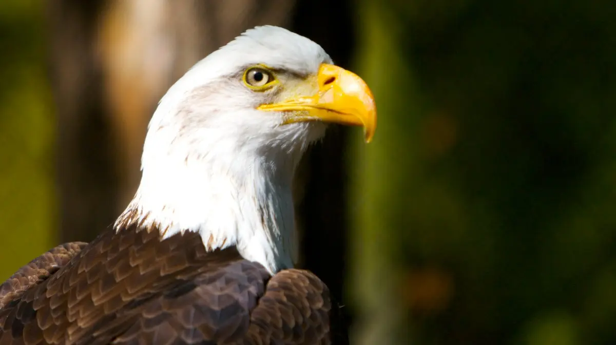 ave nacional de alaska - Qué significa el águila calva