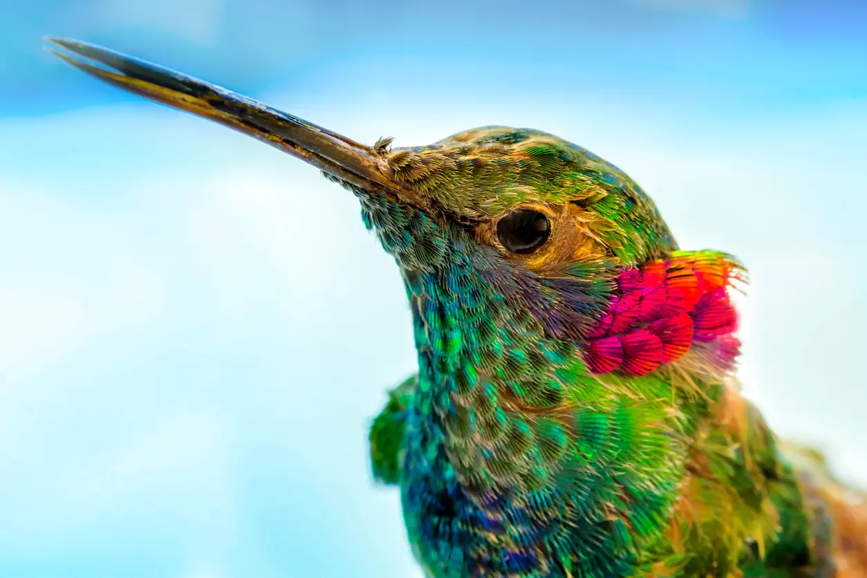 el colibri es un ave - Qué significa el AVE colibrí