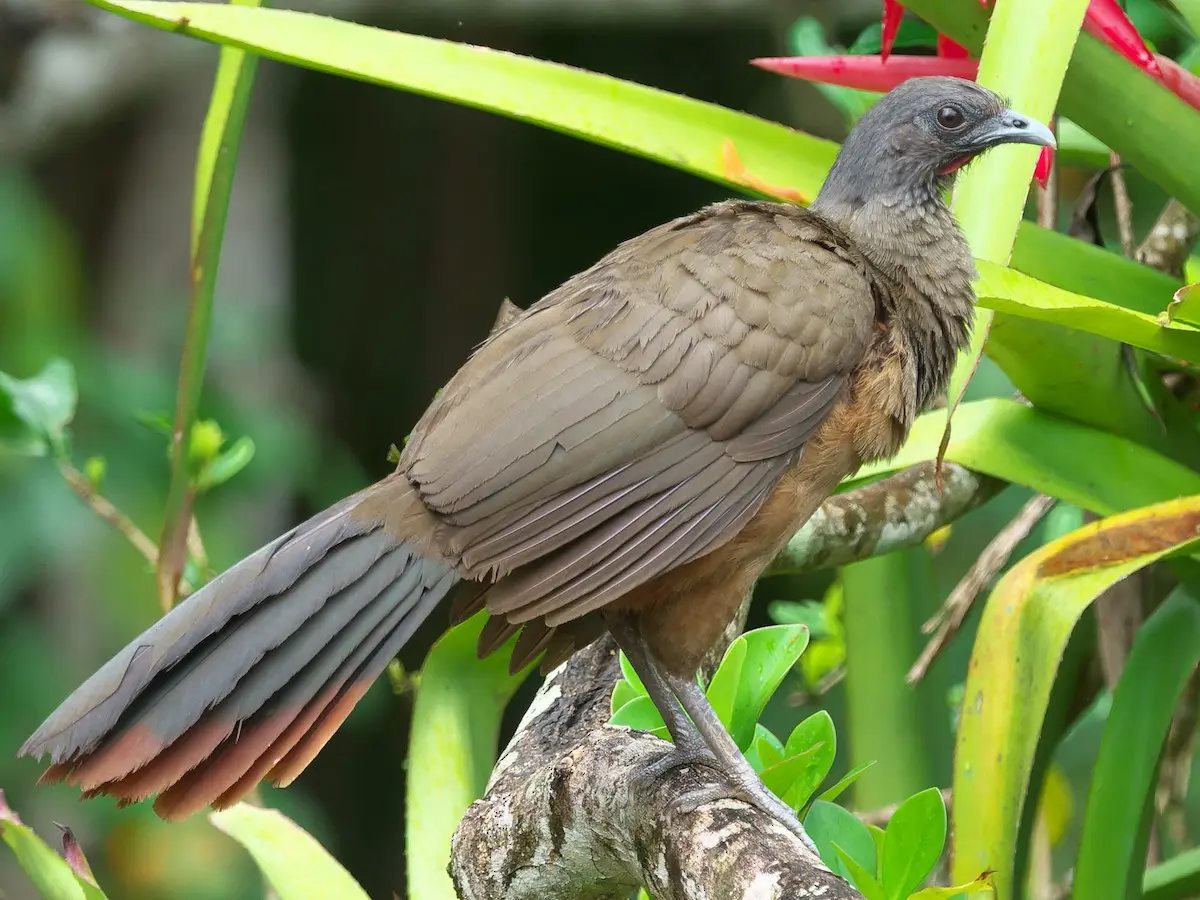 ave guacharaca - Qué significa el canto de la guacharaca