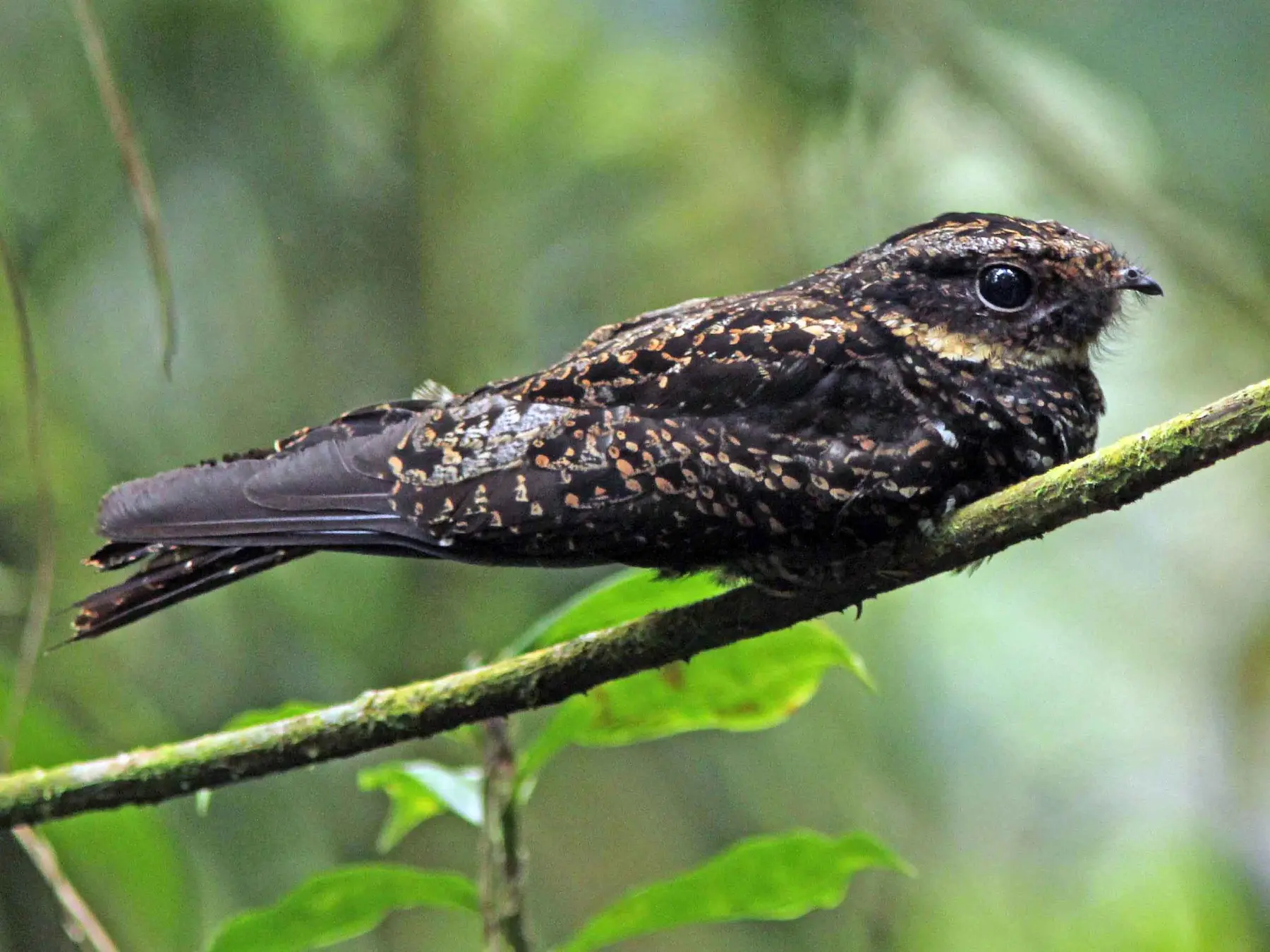 pajaros diabolicos - Qué significa el canto de los búhos