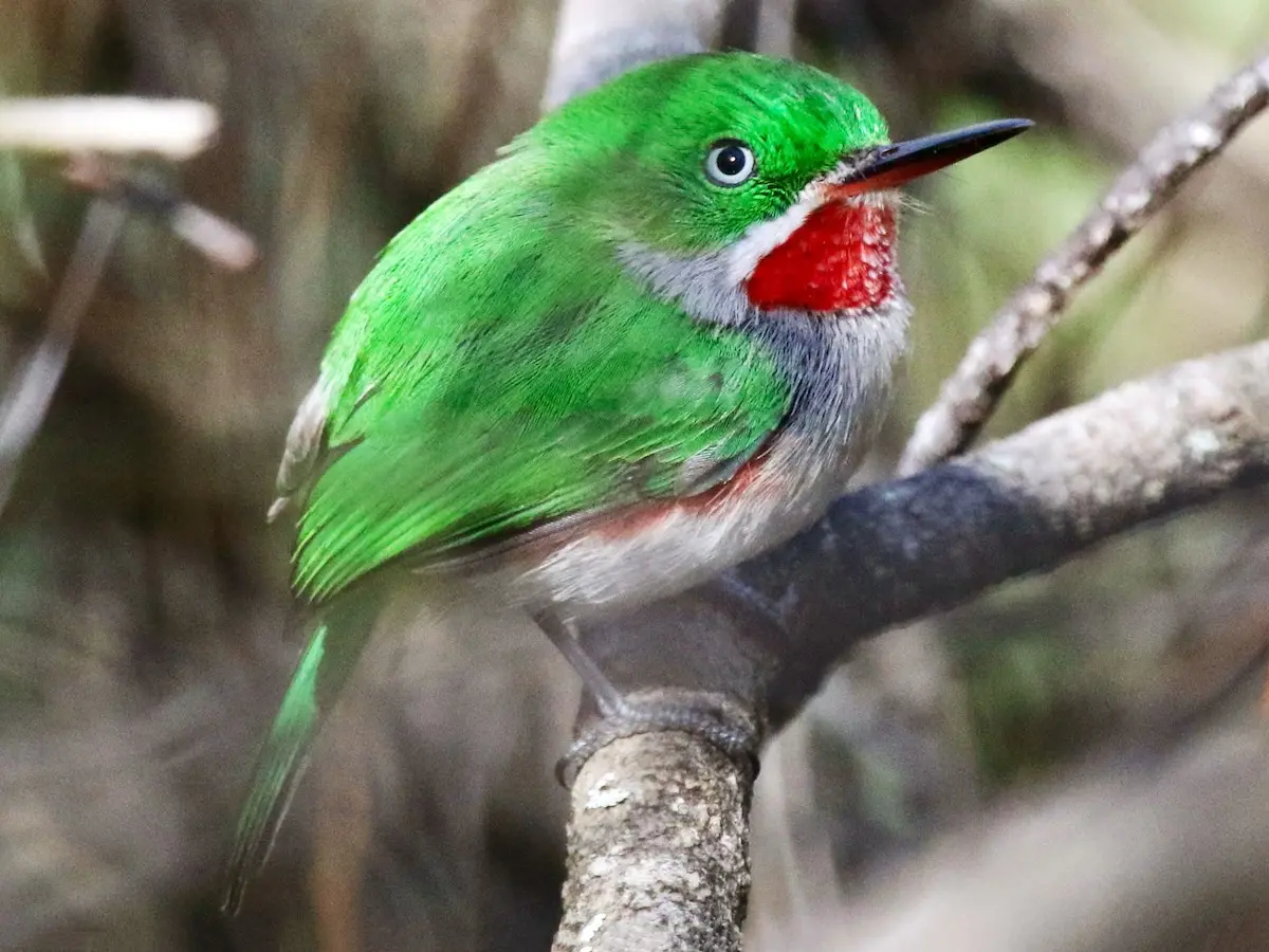 Cómo se llama ese pájaro pequeño que rs de chi - Qué significa el canto del Chío como se llama ese pajaro pequeño que rs de chi - Qué significa el canto del Chío