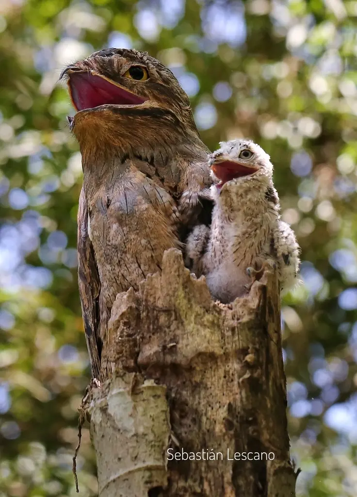 brujeria con aves - Qué significa el Diucón