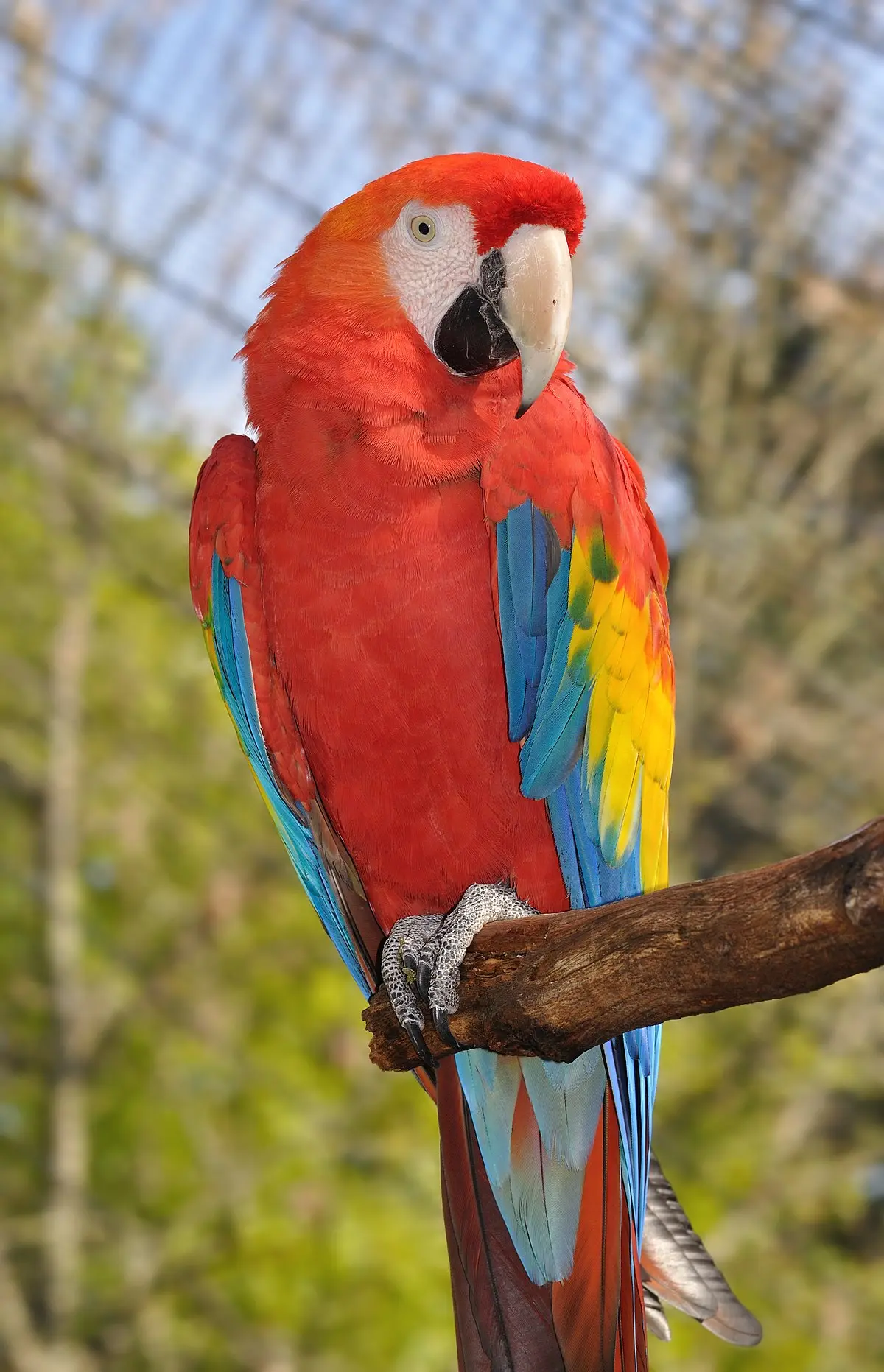 Ara: El increíble ave de colores vibrantes - Qué significa el loro del Ara ara ave - Qué significa el loro del Ara