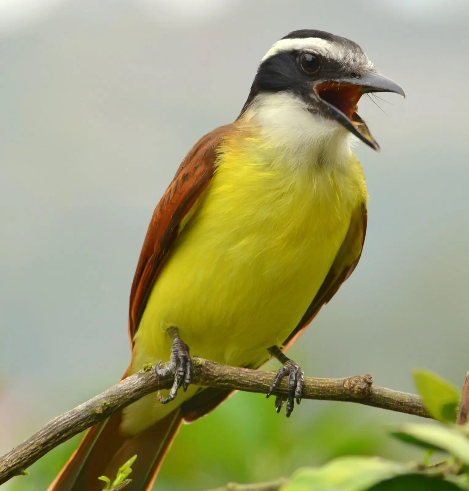 a qué se debe el nombre del pajaro cristofue - Qué significa el pájaro Cristofué