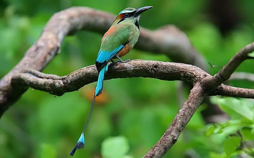 ave nacional de nicaragua - Qué significa el pájaro nacional de Nicaragua Guardabarranco