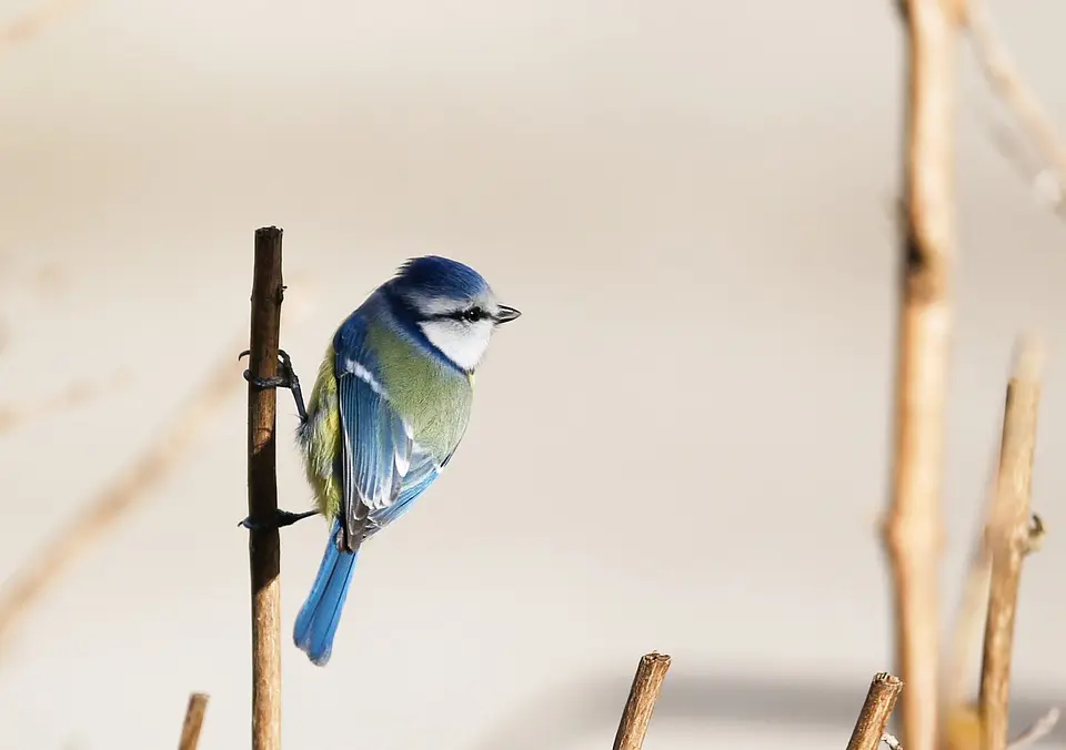 pajaro que no vuela que agarre viada - Qué significa hay que estirar los pies hasta donde tape la cobija