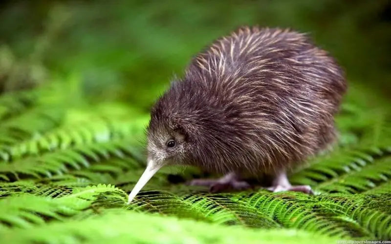 ave sin alas de nueva zelanda - Qué significa kiwi ave