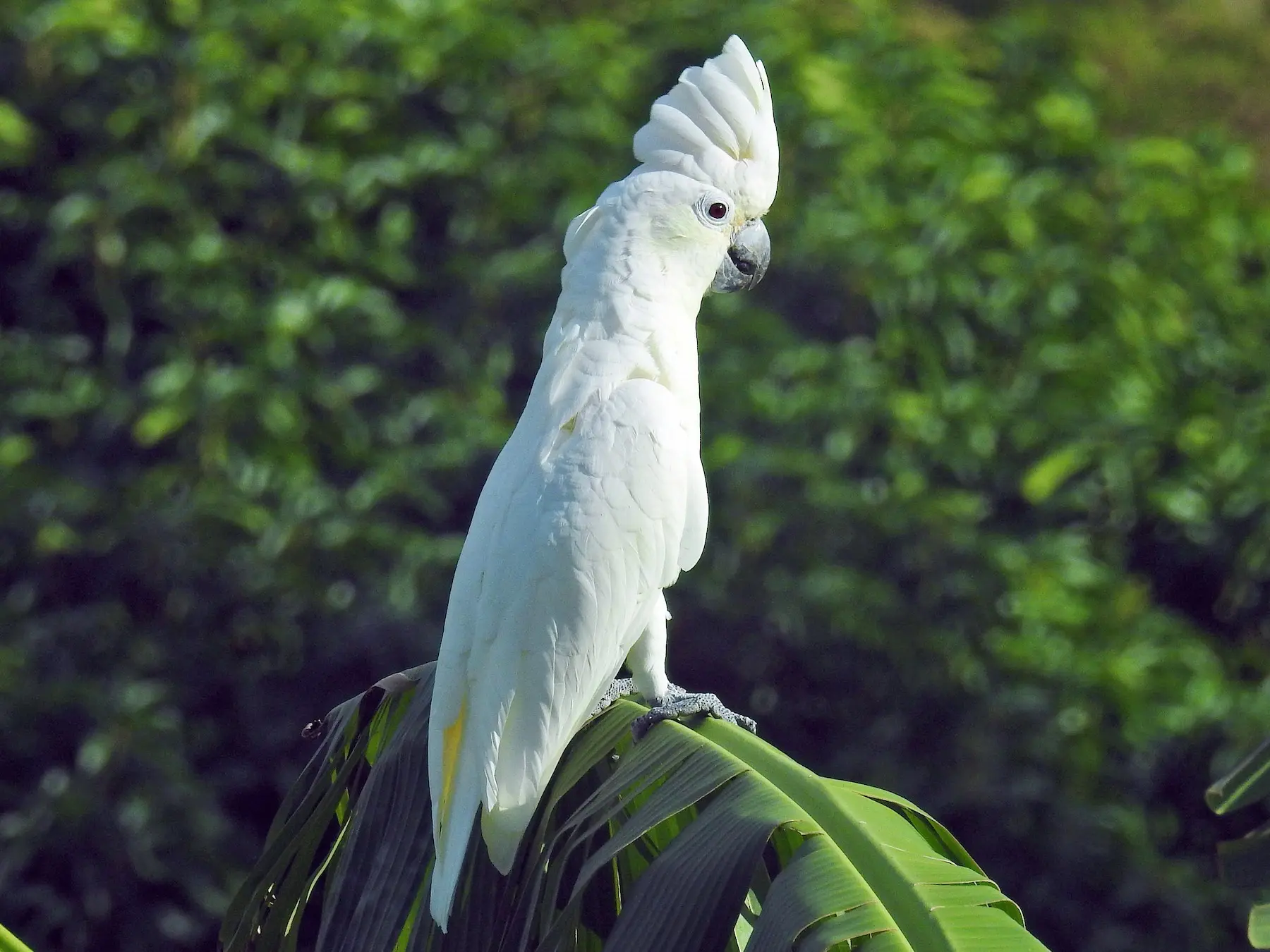 ave cacatua blanca - Qué significa la cacatua blanca