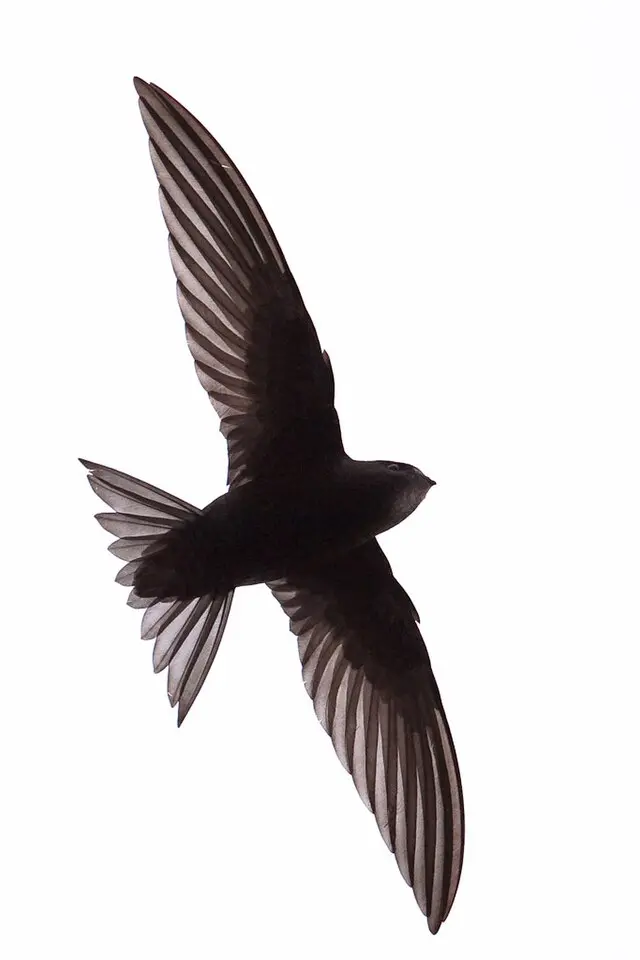 ave apodiforme americana de gran tamaño forma alargada - Qué significa la palabra apodiformes