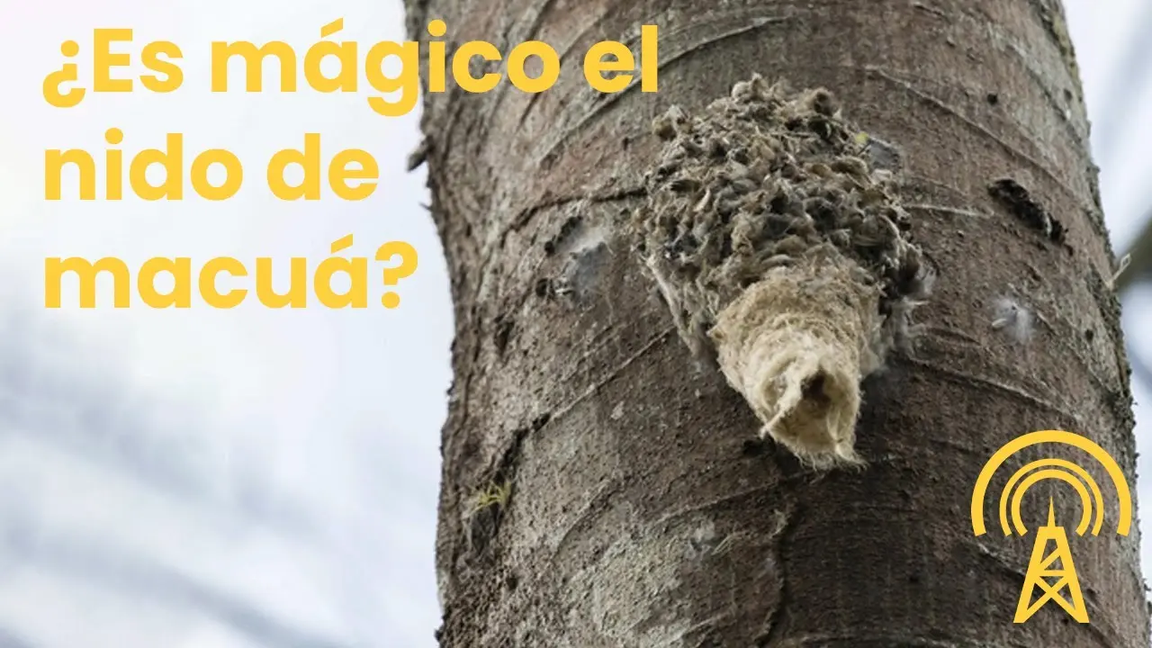 para que sirve el nido del pájaro macua - Qué significa la palabra Macua