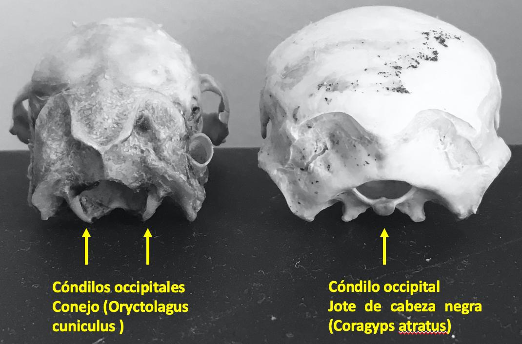 agujeros en el cráneo en ave - Qué significa la palabra Ranfoteca
