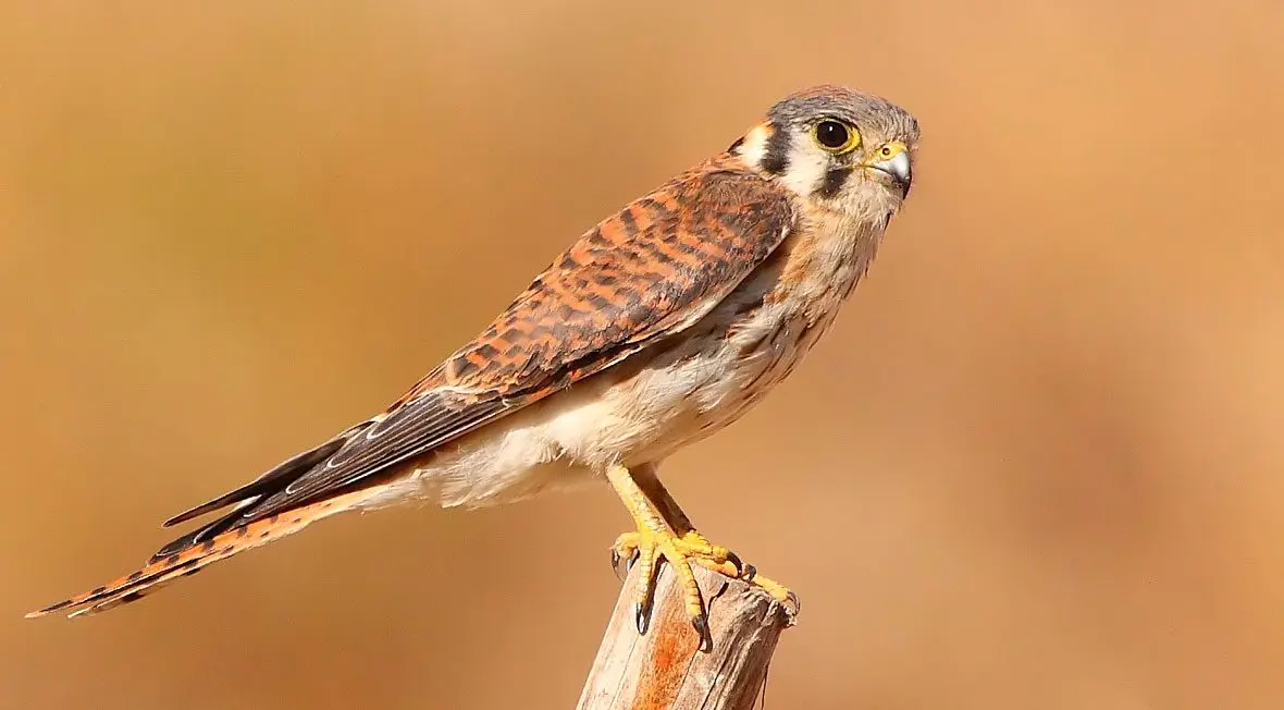 cernícalo pajaro - Qué significa la visita de un cernícalo