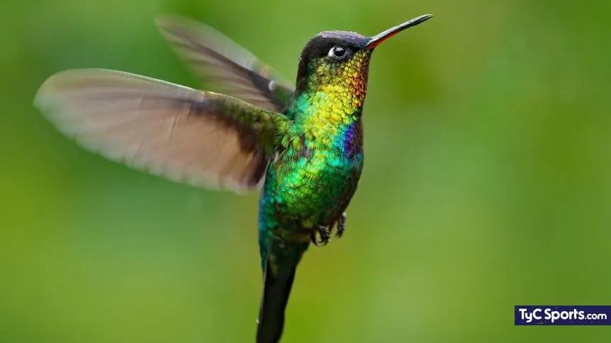 ave coliflor - Qué significa la visita de un colibrí
