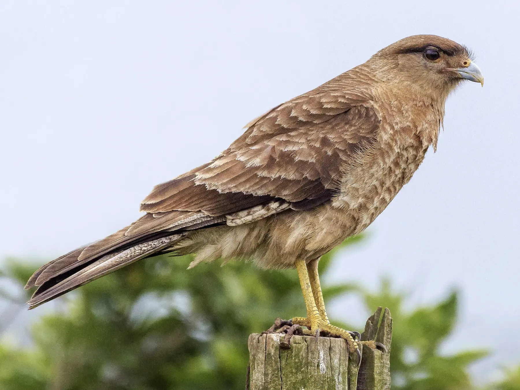 Ave Neuquén Barda Chimango: Una especie maravilloso de rapaz - Qué significa la visita de un tiuque ave neuquen barda chimango - Qué significa la visita de un tiuque