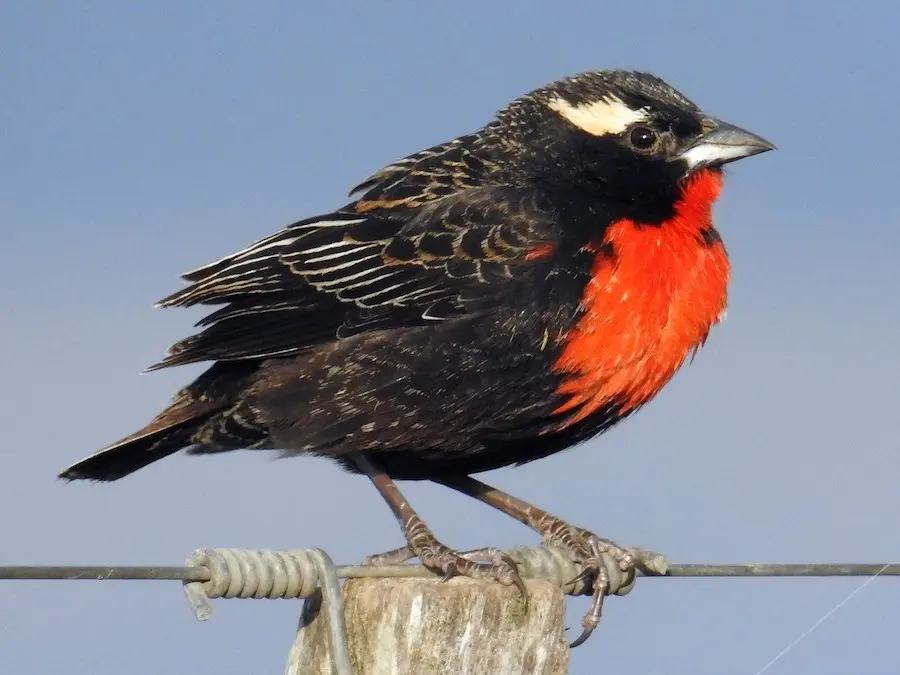 pajaro pecho rojo patagonia - Qué significa la visita de una Loica