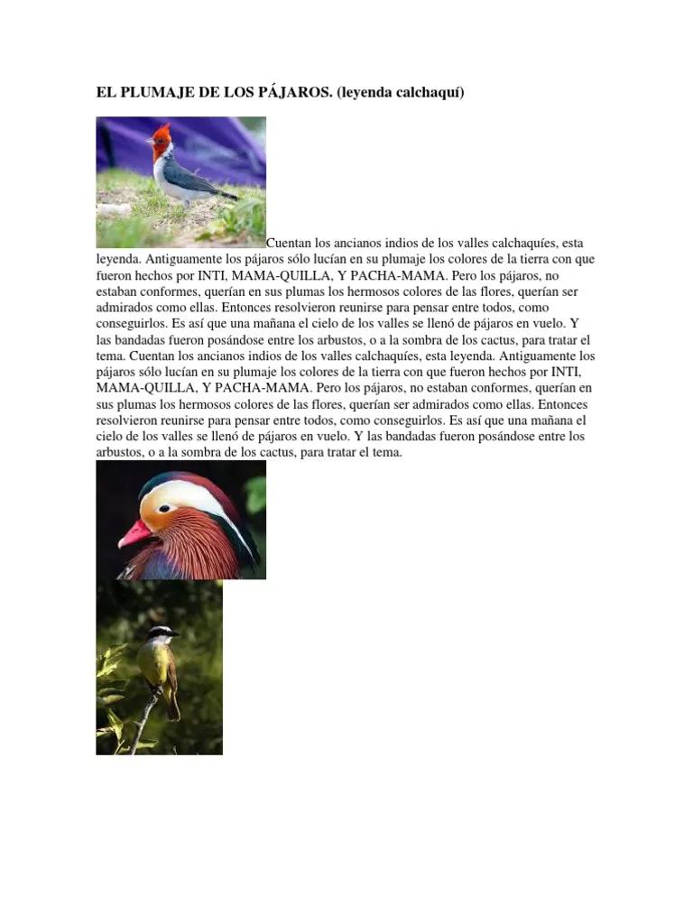 leyendas de aves cortas - Qué significa la visita del pájaro Toh