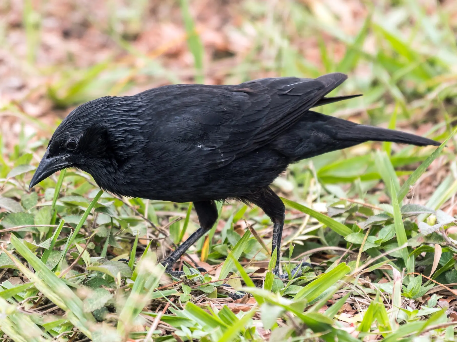 Cuidado con los ojos y el pájaro Charrúa - Qué significa Lajau cuidado con los ojos y el pajaro charrua - Qué significa Lajau
