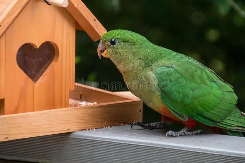 femenino de loro - Qué significa lorito