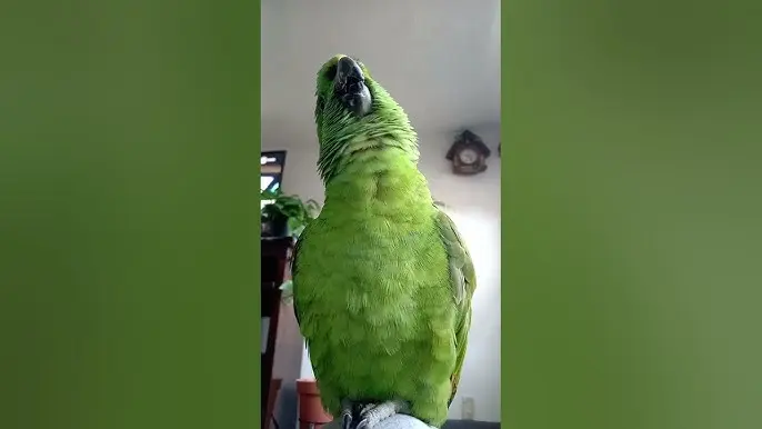 loro nadie me quiere todos me odian - Qué significa nadie me quiere todos me odian mejor me como un gusanito