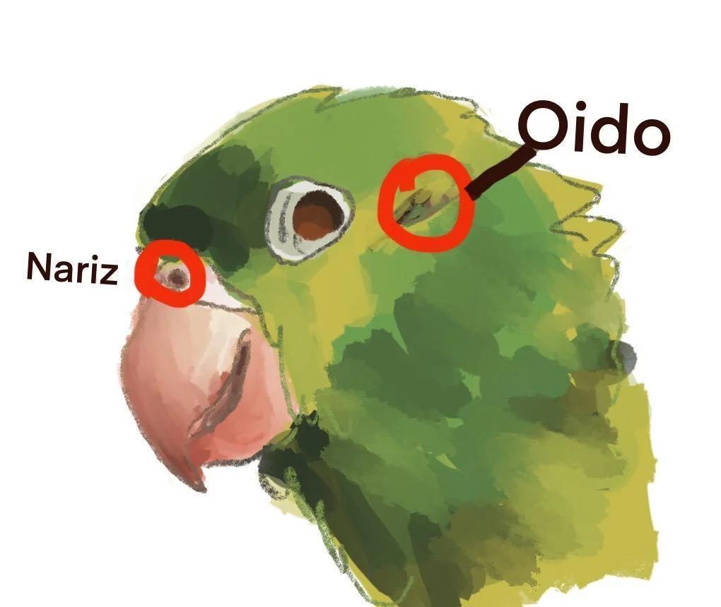 ¿Dónde tiene la nariz el loro? - Qué significa nariz de loro donde tiene la nariz el loro - Qué significa nariz de loro