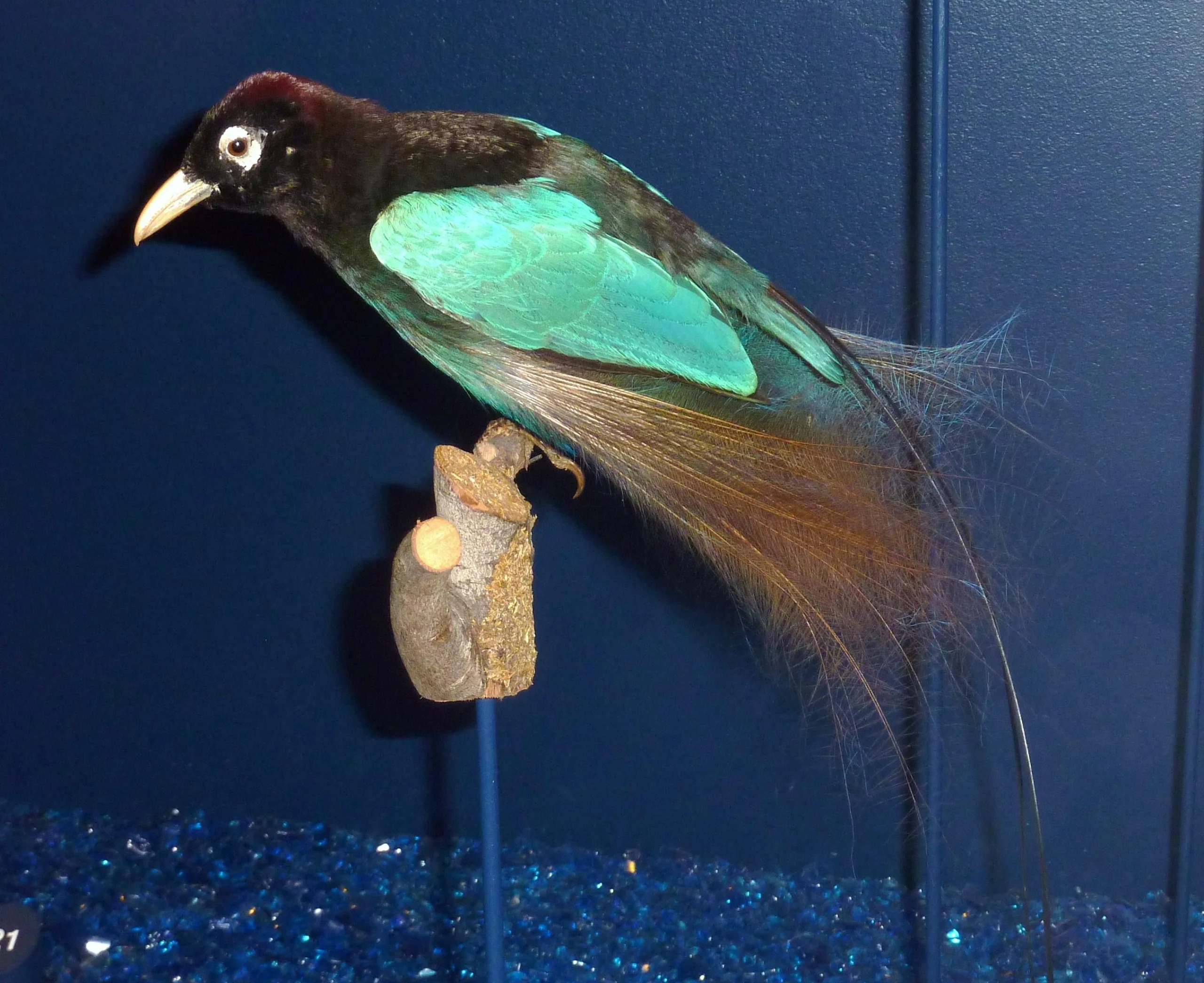 ave endemica de nueva guinea - Qué significa Nueva Guinea