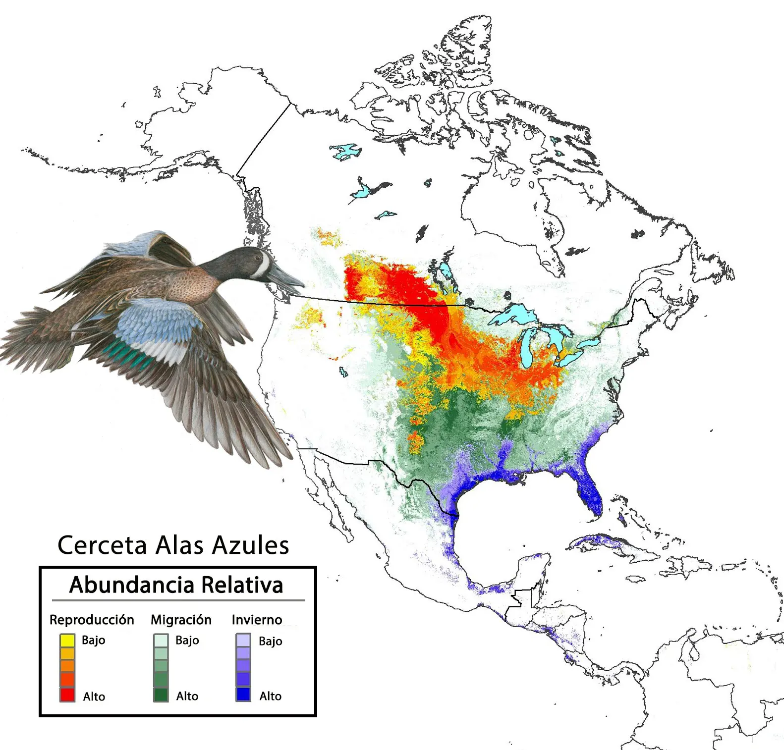 relativo a las aves - Qué significa pajarera en España