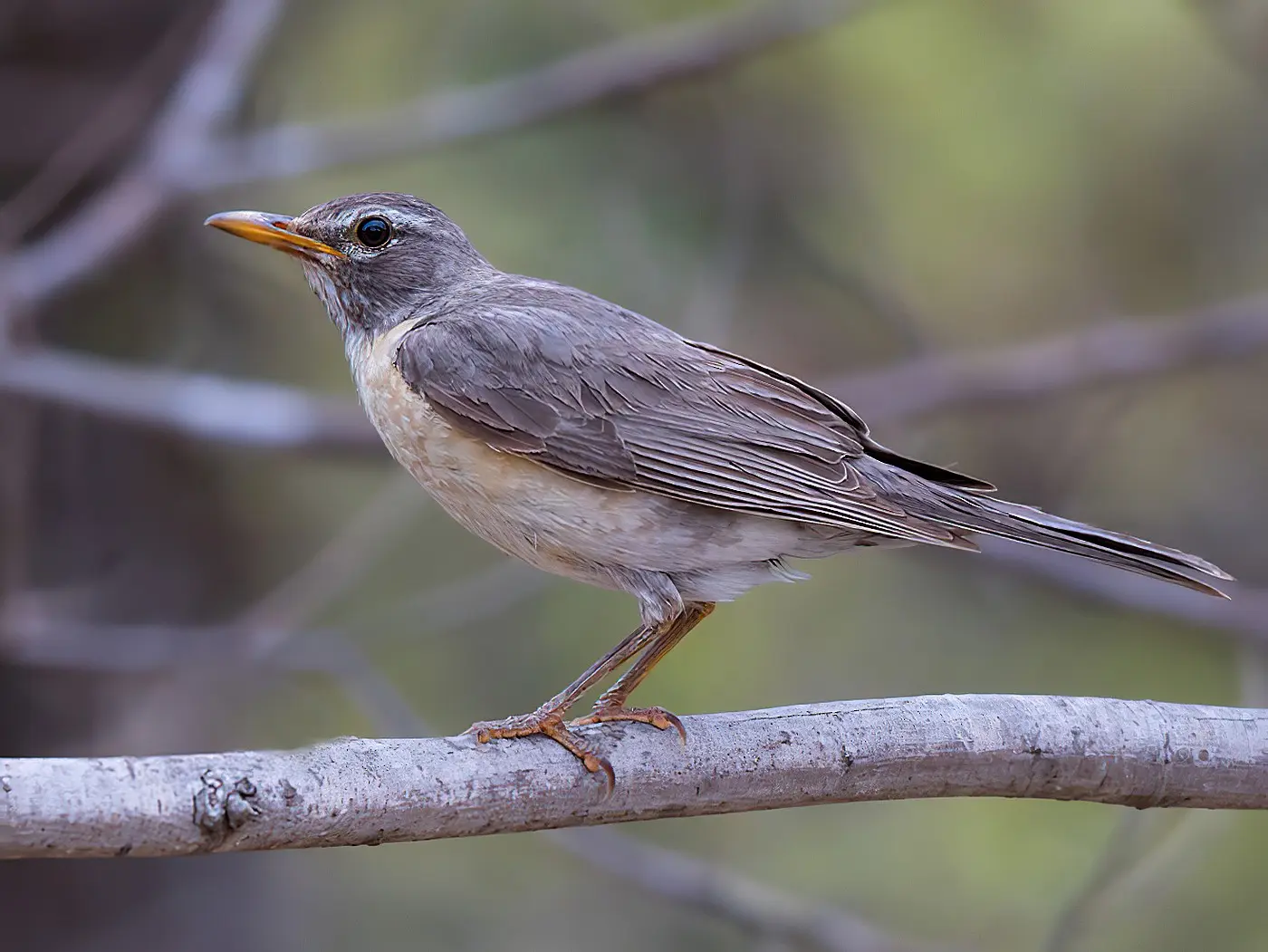 precio de pajaro mirlo - Qué significa pájaro mirlo