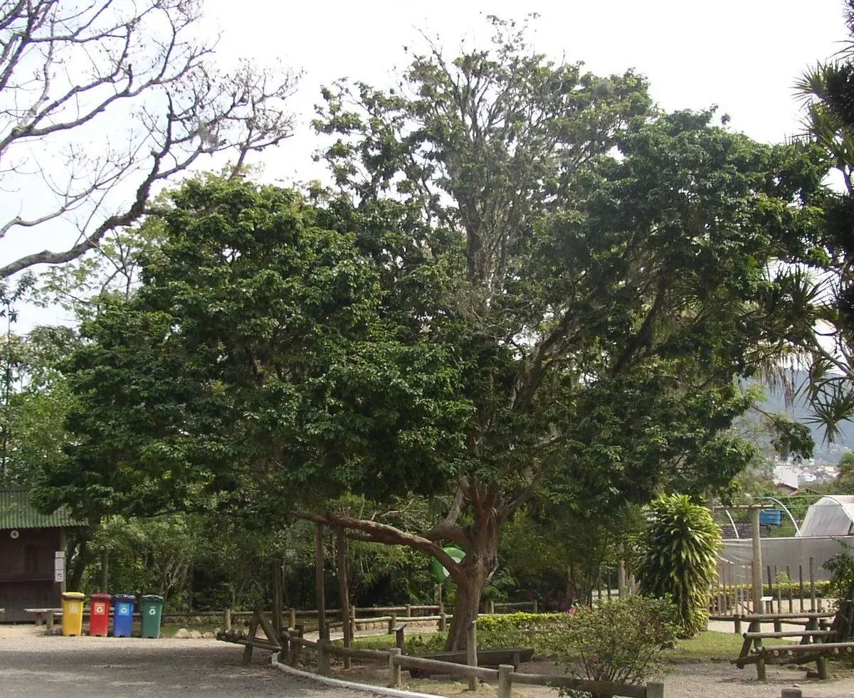 ave flor y arbol nacional del brasil - Qué significa palo brasil