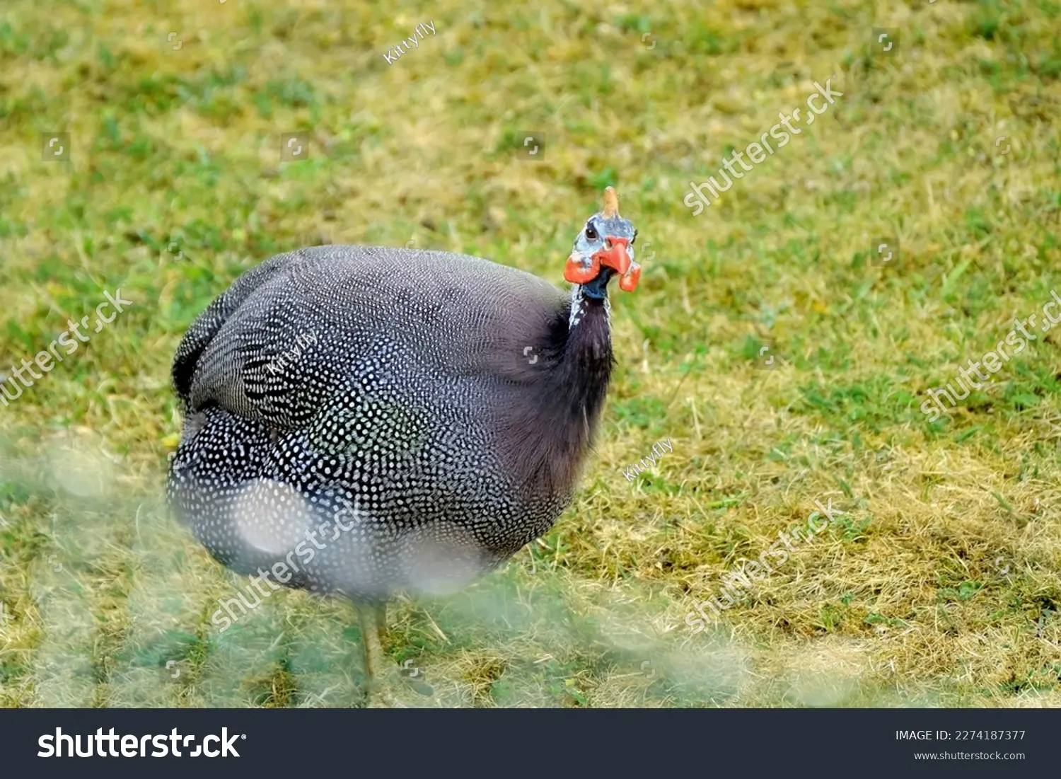aves galliformes - Qué significa Phaisanidae