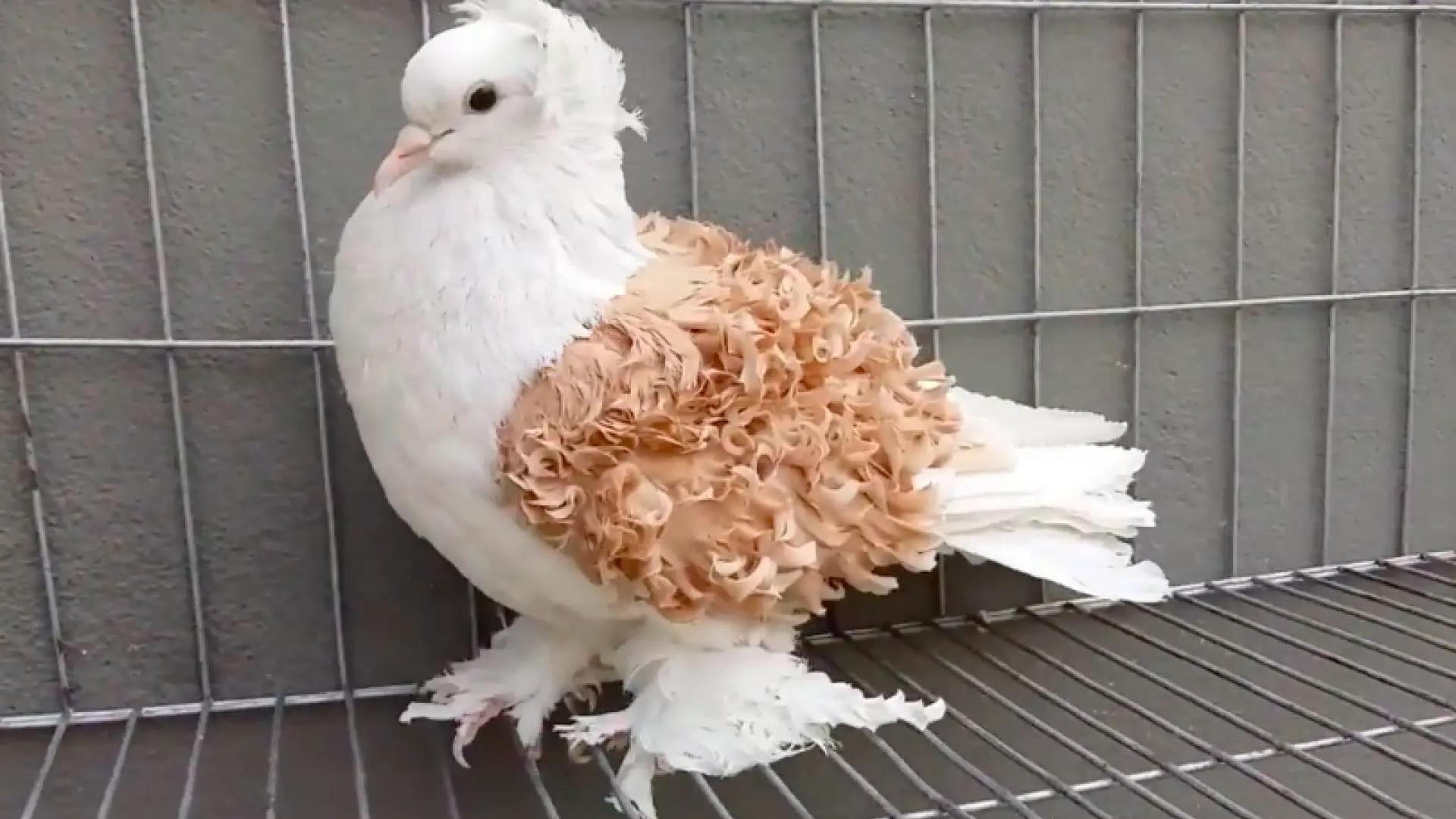 Ave con plumas ondas rulos - Qué significa plumas rizas ave con plumas ondas rulos - Qué significa plumas rizas