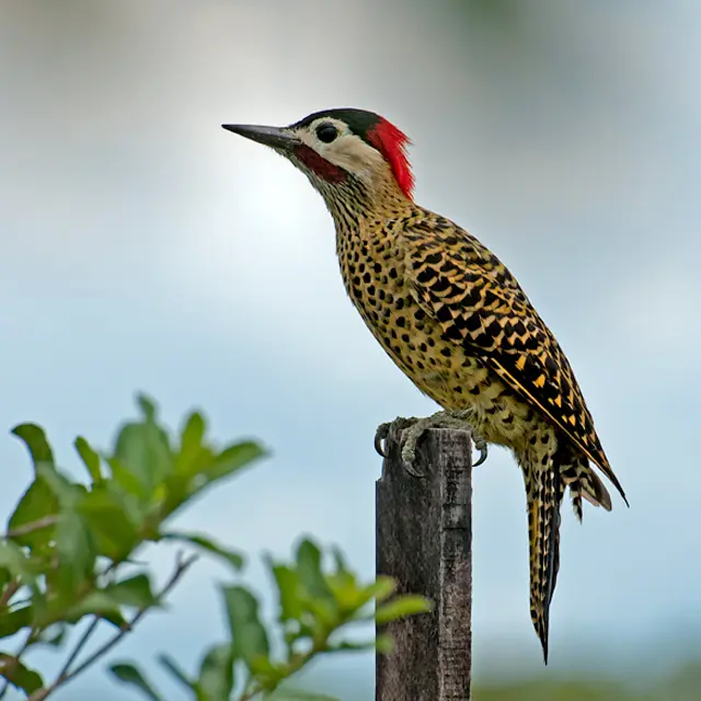 carpintero ave - Qué significa que aparezca un pájaro carpintero