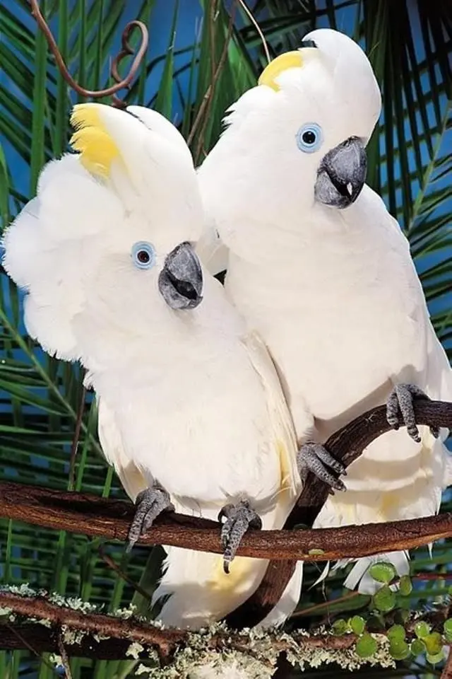 ave de plumas paradas - Qué significa que me encuentro plumas de aves