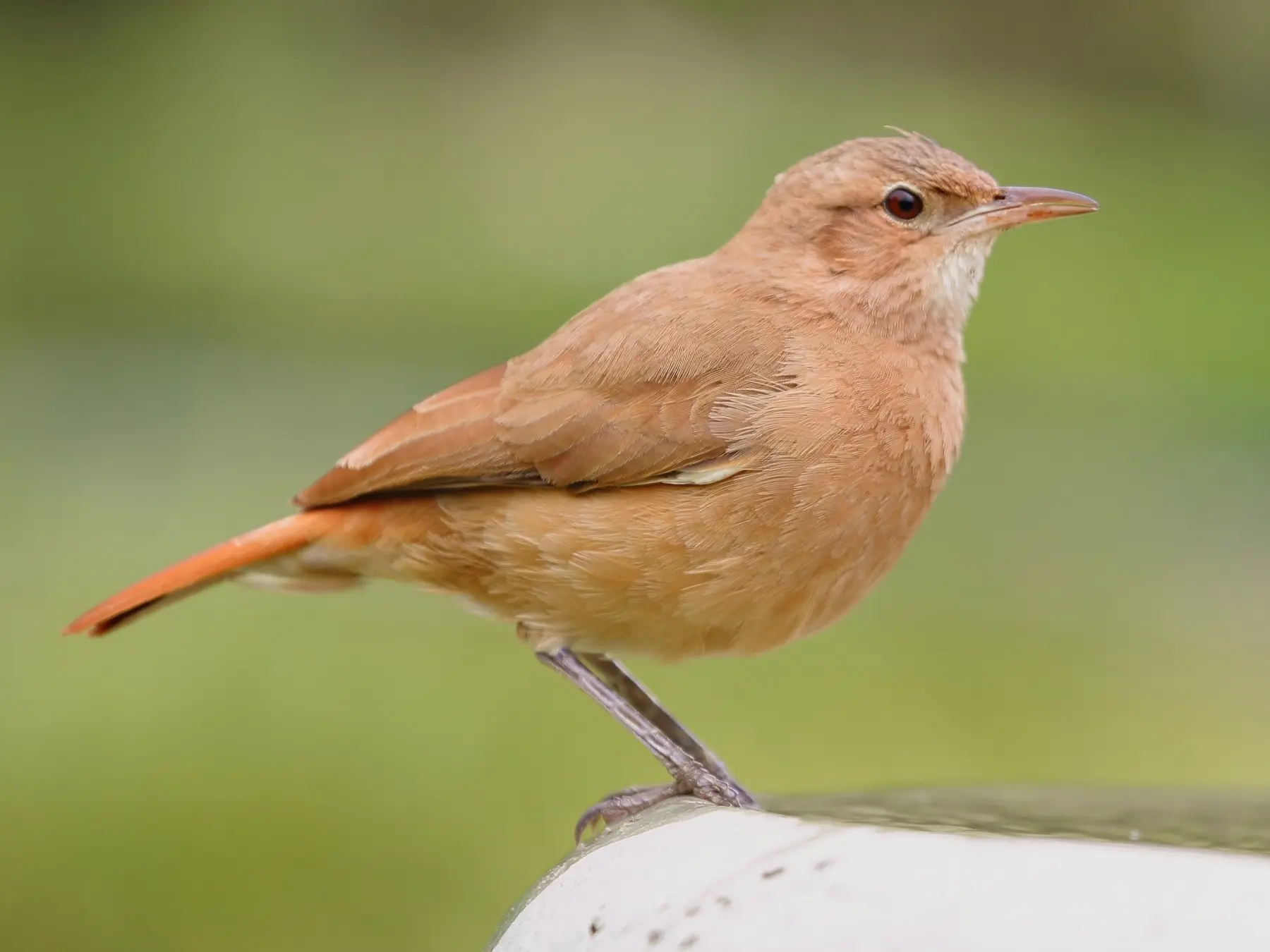 El ave hornero en San Juan, Argentina: un símbolo de la naturaleza - Qué significa que te visite un pájaro hornero ave el hornero en san juan argentina - Qué significa que te visite un pájaro hornero