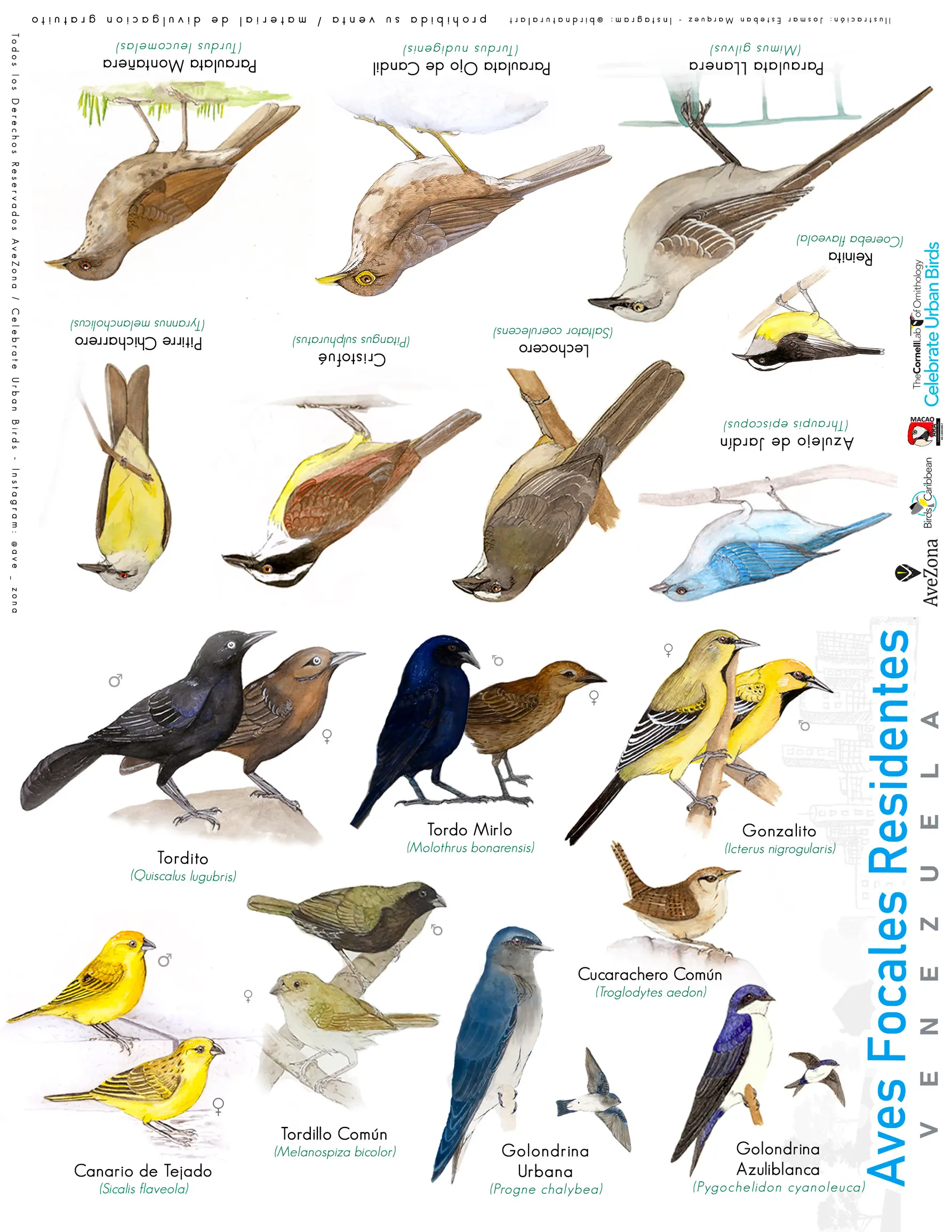 aves residentes y migratorias - Qué significa que un ave es residente