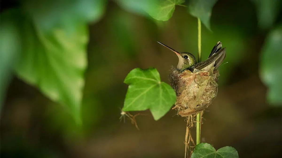 Ave Colibrí y su nido: todo lo que debes saber - Qué significa que un colibrí hace su nido en mi casa ave colibri su nido - Qué significa que un colibrí hace su nido en mi casa