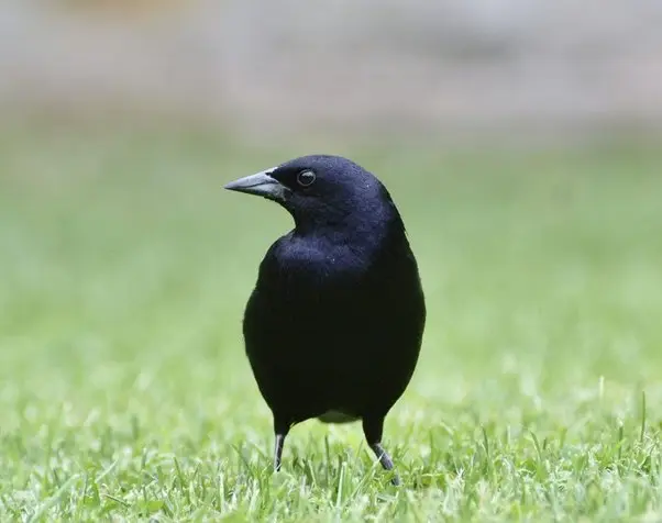 soñar un pajaro negro - Qué significa soñar con un ave negra