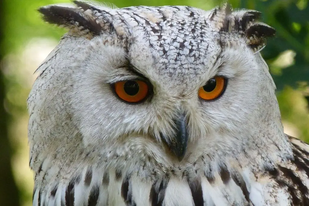 loro y buho como animales de poder - Qué significa tener un amuleto de búho