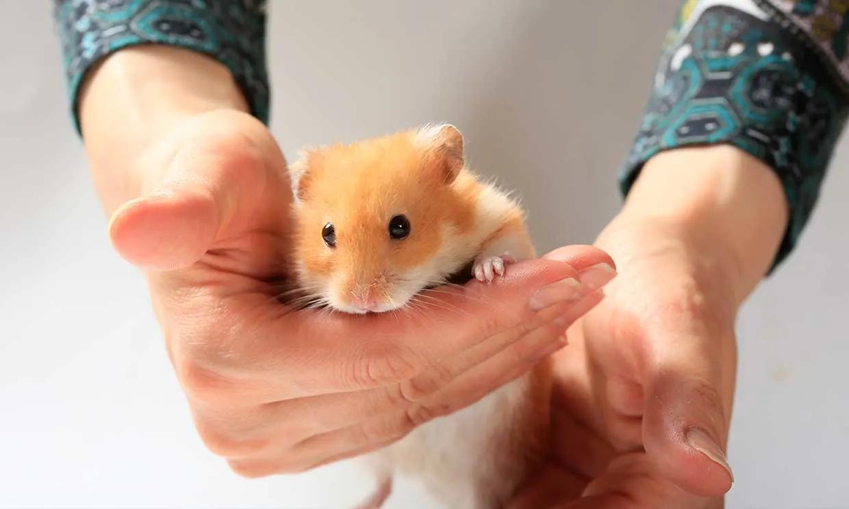 el loro más malo con hamster - Qué significa tener un hámster en casa
