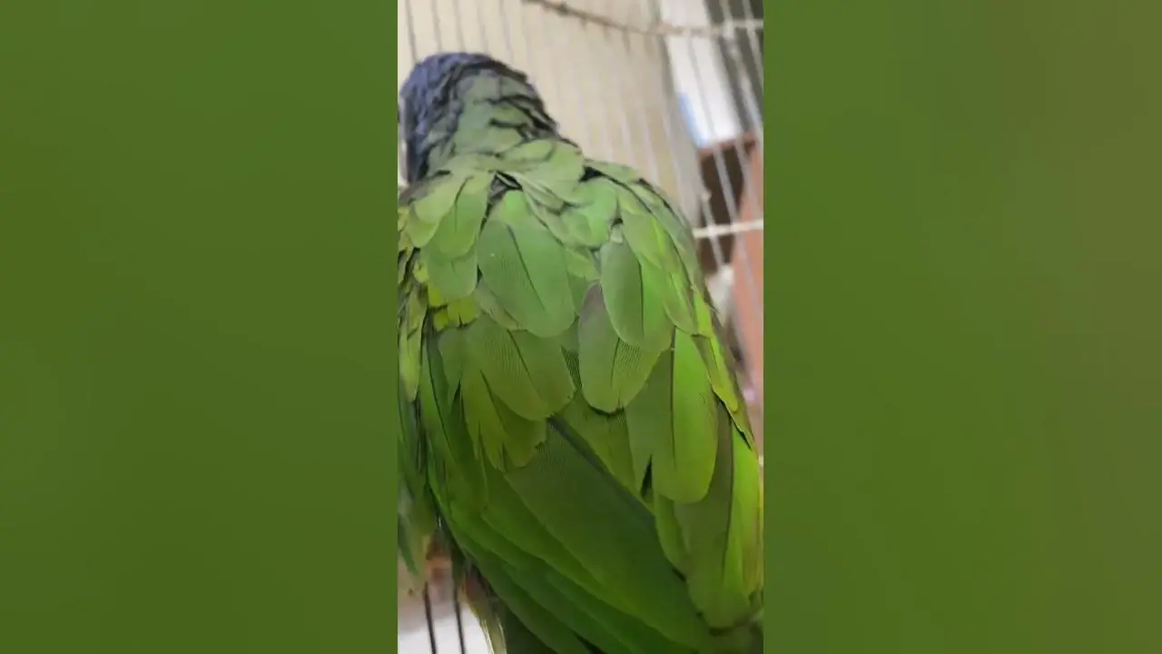 Un loro se posó en mi espalda - Qué significa tener un hueco en la espalda un loro se pozo en mi espalda - Qué significa tener un hueco en la espalda
