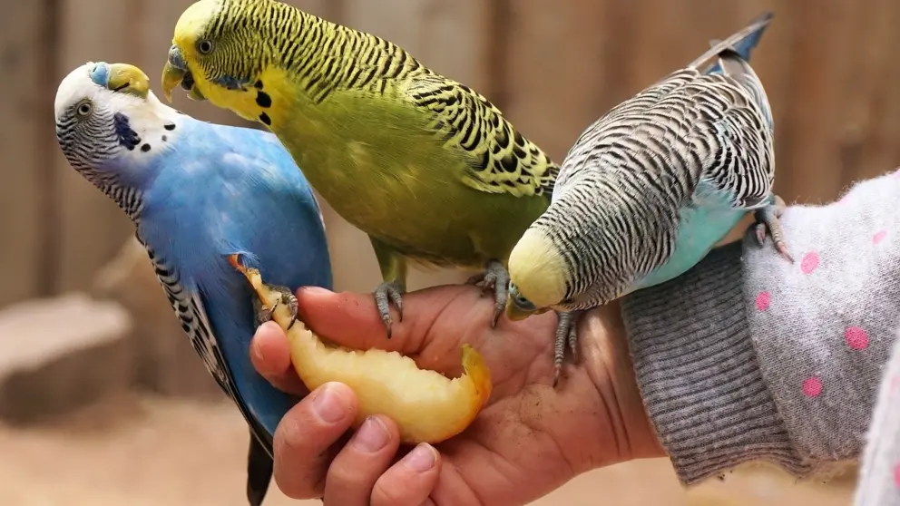 Ave Periquito: Todo lo que debes saber sobre esta hermosa especie - Qué significa tener un periquito en la casa ave periquito - Qué significa tener un periquito en la casa