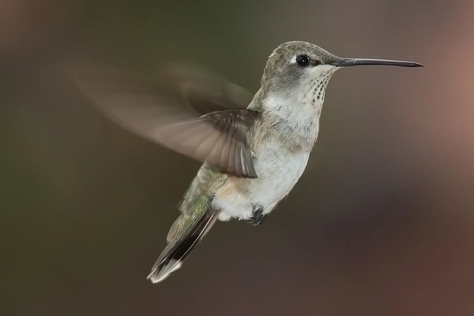 ave apodiforme parecida al colibri - Qué significa Trochilidae
