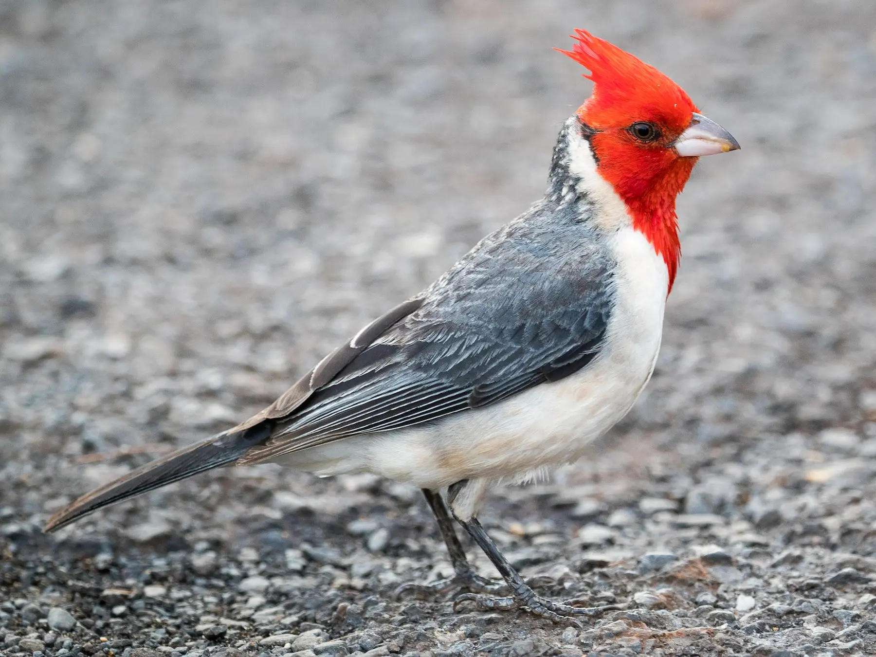 paroaria - Qué significa ver a un cardenal rojo