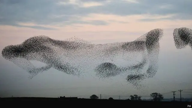 como se llama un grupo de aves que vuelan juntas - Qué significa vuelan en bandadas