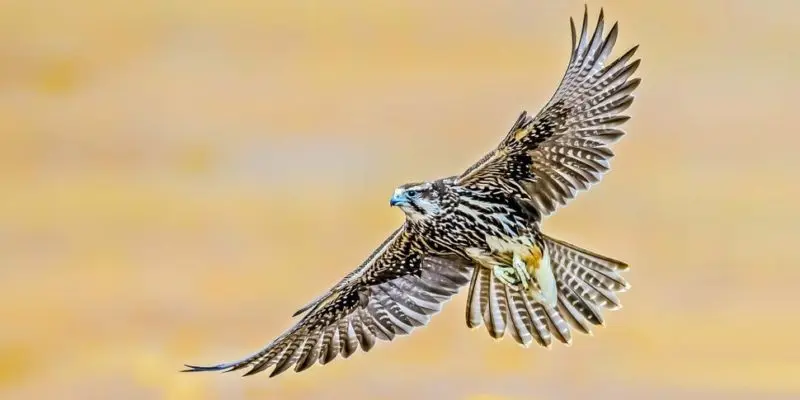 aves de rapiña biblia - Qué significado tiene ave de rapiña