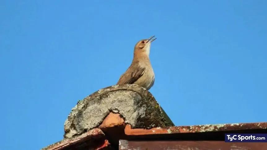 ave nacional de argentina - Qué significado tiene el pájaro hornero