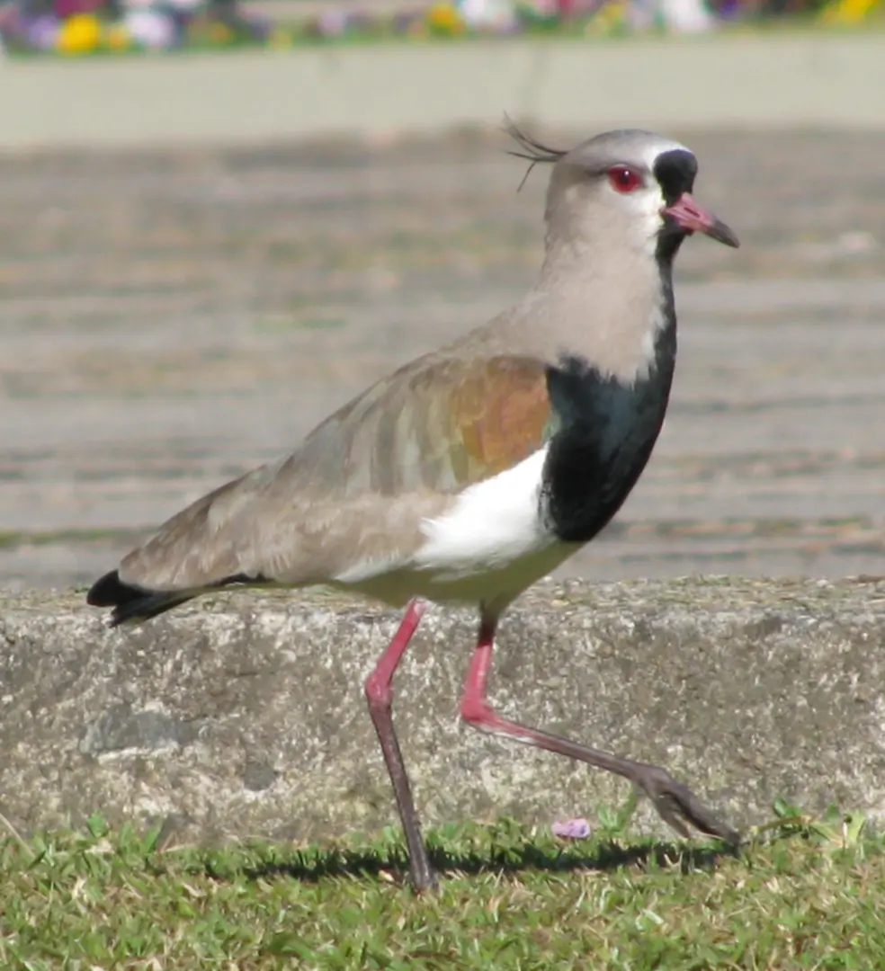 pajaro nacional de uruguay - Qué significado tiene el tero