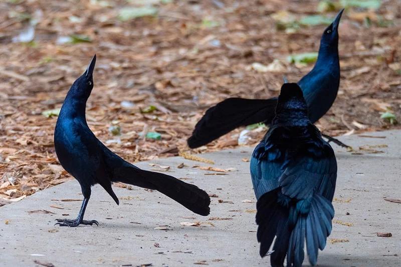 pajaros que parecen cuervos - Qué significado tiene el zanate