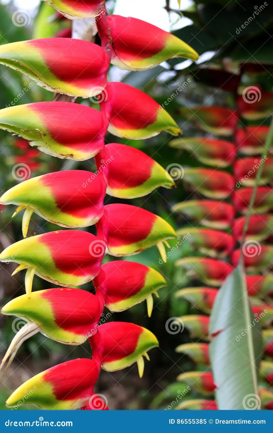 flor ave del paraiso roja - Qué significado tiene la flor ave del paraíso
