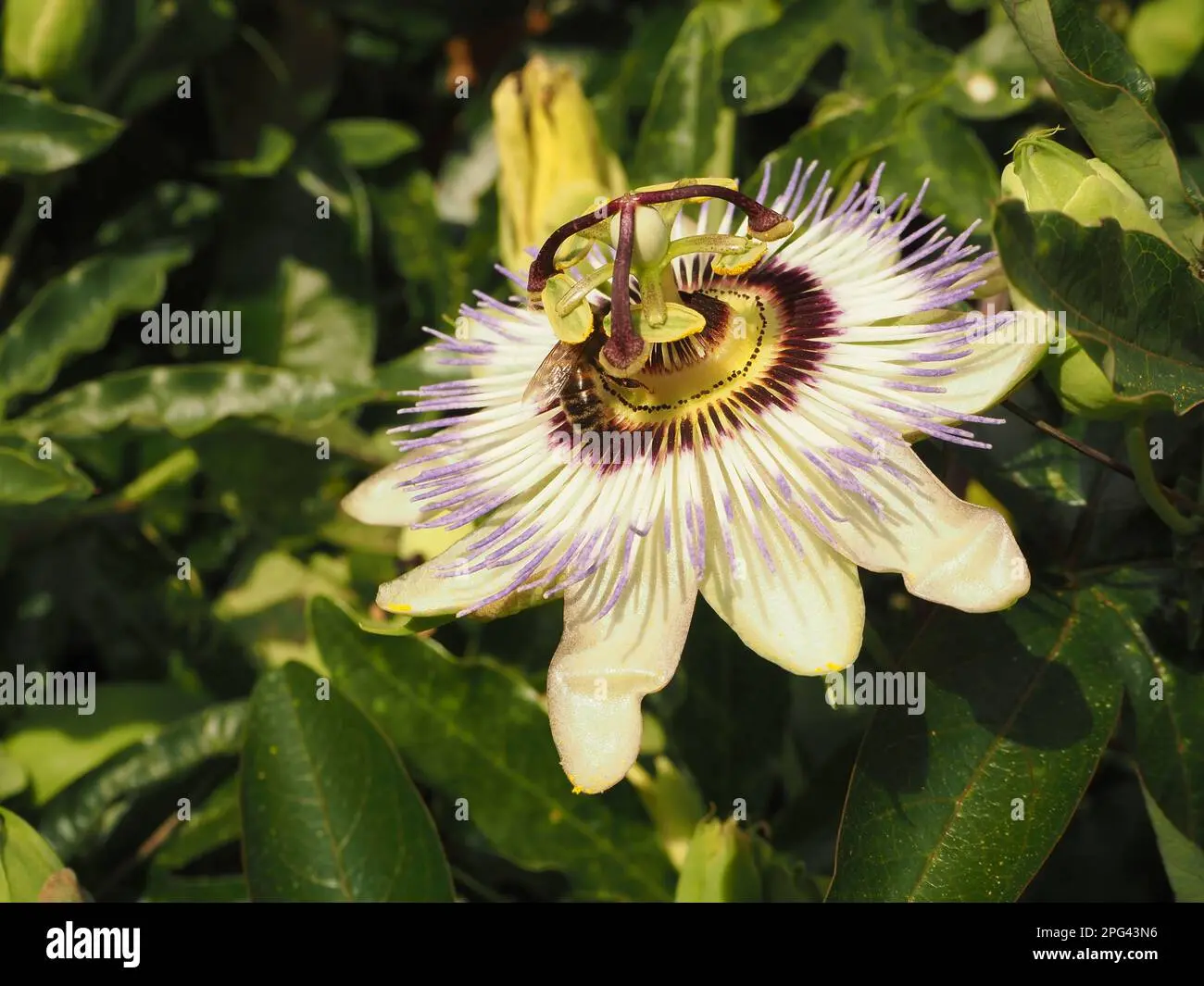 Ave y Flor Nacional de Paraguay - Qué significado tiene la flor de maracuyá ave y flor nacional de paraguay - Qué significado tiene la flor de maracuyá