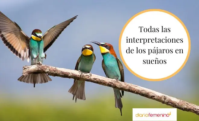 aoñar cin jugar con aves - Qué significan las aves en los sueños